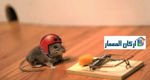 شركة مكافحة الفئران بالرياض