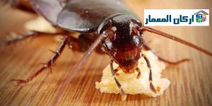 شركة مكافحة الصراصير بالرياض