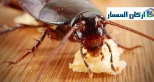 شركة مكافحة الصراصير بالرياض