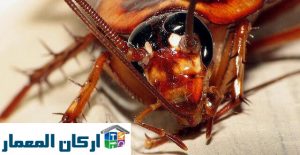 شركة مكافحة الصراصير بالرياض