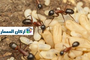 شركة مكافحة النمل الابيض بالرياض